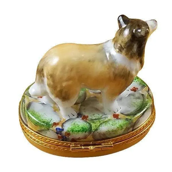 Collie